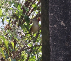 Acrocephalus stentoreus