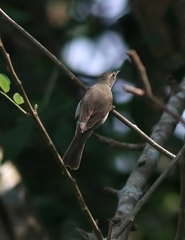 Muscicapa dauurica