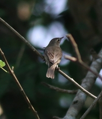 Muscicapa dauurica