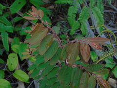 Phyllanthaceae