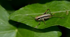 Eupholidoptera magnifica