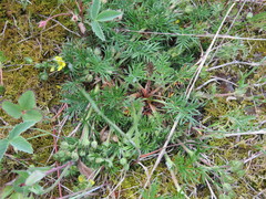 Potentilla bimundorum