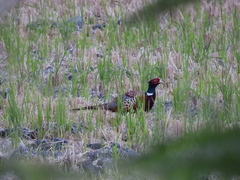 Phasianus colchicus formosanus