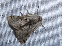 Lycia florentina