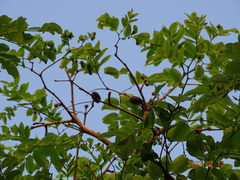 Detarium microcarpum