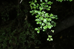Pennantia corymbosa