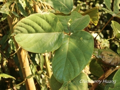 Mucuna macrocarpa