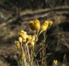 Chrysocephalum semipapposum