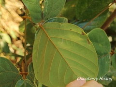 Mucuna macrocarpa