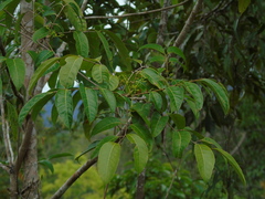 Burseraceae