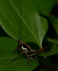 Eupholidoptera magnifica