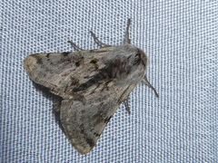 Lycia florentina