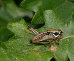 Eupholidoptera magnifica