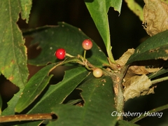 Ardisia cornudentata