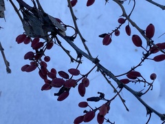 Berberis vulgaris