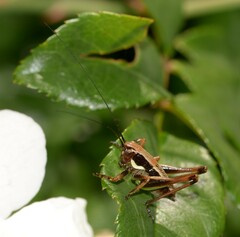 Eupholidoptera magnifica