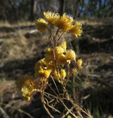 Chrysocephalum semipapposum