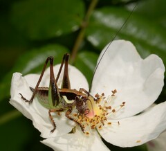 Eupholidoptera magnifica