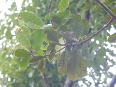 Artocarpus