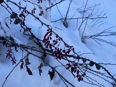 Berberis vulgaris
