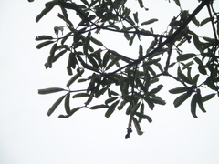 Alstonia