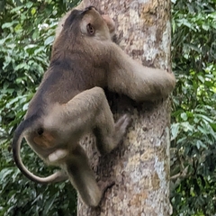 Macaca nemestrina