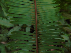Dicranopteris