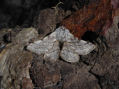Lycia florentina