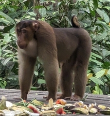 Macaca nemestrina