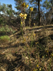 Chrysocephalum semipapposum