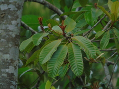 Sapotaceae