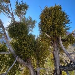 Phoradendron juniperinum