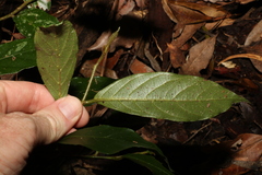 Alangium polyosmoides tomentosum