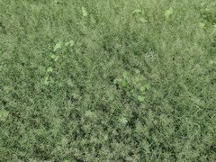 Eragrostis barrelieri