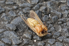 Hepialidae