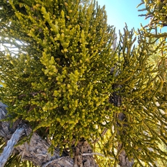 Phoradendron juniperinum