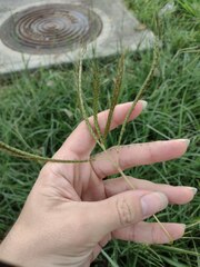 Dichanthium aristatum