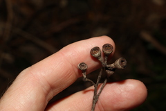 Eucalyptus campanulata
