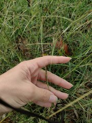 Dichanthium aristatum