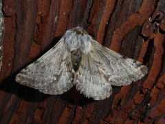 Lycia florentina