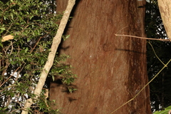 Eucalyptus campanulata