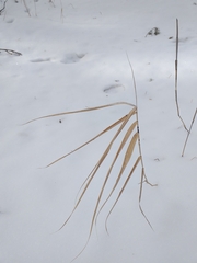 Phragmites australis