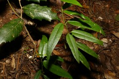 Parsonsia rotata
