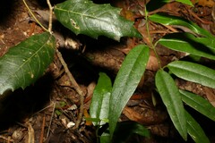 Parsonsia rotata