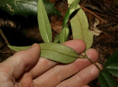 Parsonsia rotata