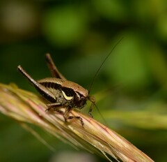 Eupholidoptera magnifica