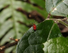 Lemodes coccinea