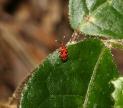 Lemodes coccinea