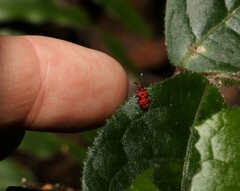 Lemodes coccinea