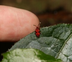 Lemodes coccinea